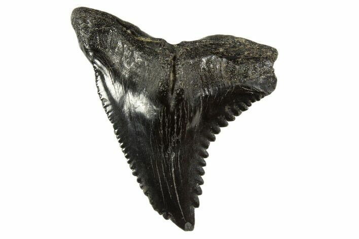 Huge, Snaggletooth Shark (Hemipristis) Tooth - South Carolina #340308